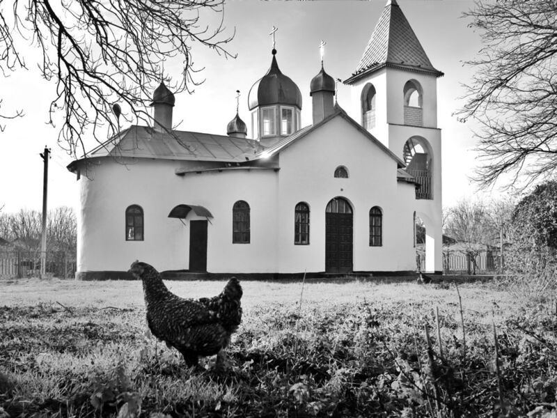 курица, поиск, фермер Потерявшаяся курицаphoto preview