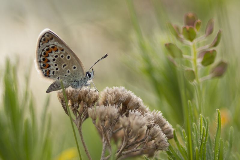 макро, бабочки, голубянка Про бабочку фото превью