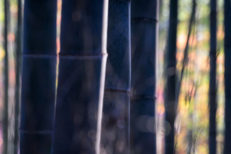 Momiji Codephoto preview