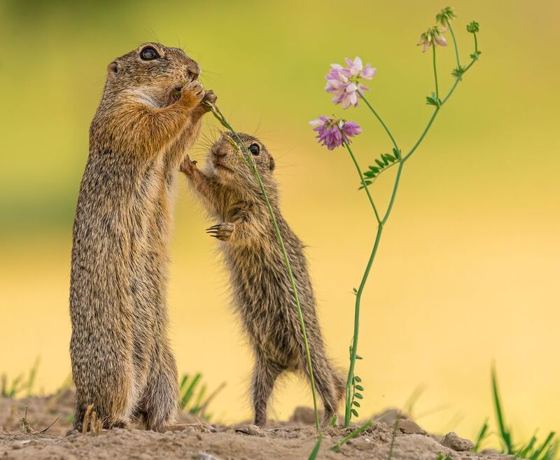 animal nature wildlife cute funny Mom, I am hungry фото превью