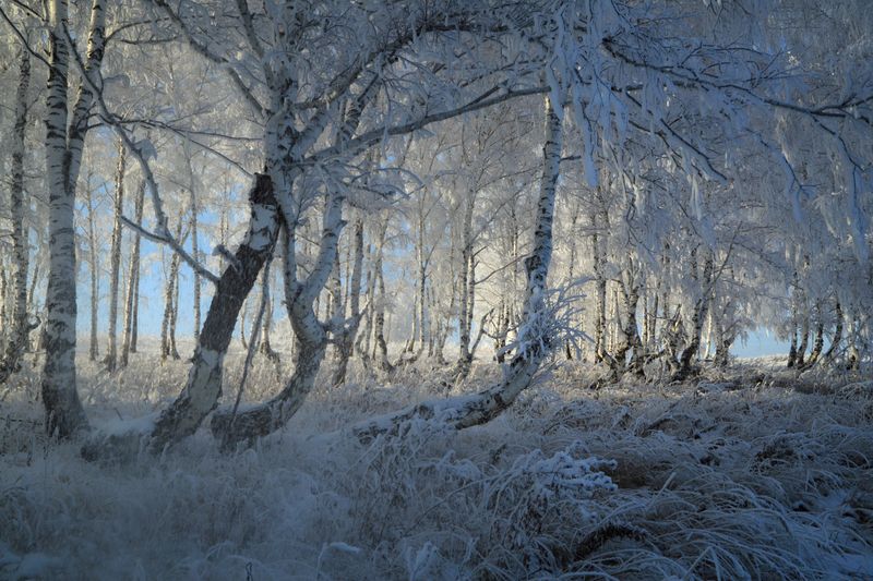 березовый околок фото превью