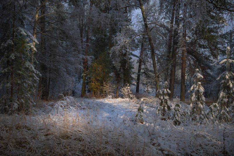 зима  лес березы сосны молодняк свет серково Зимний этюд фото превью
