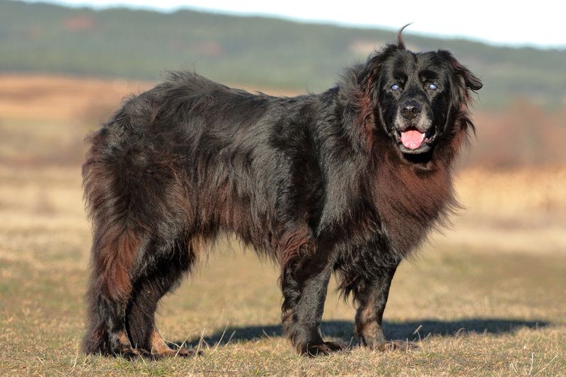 Нера и Белла на прогулке фото превью