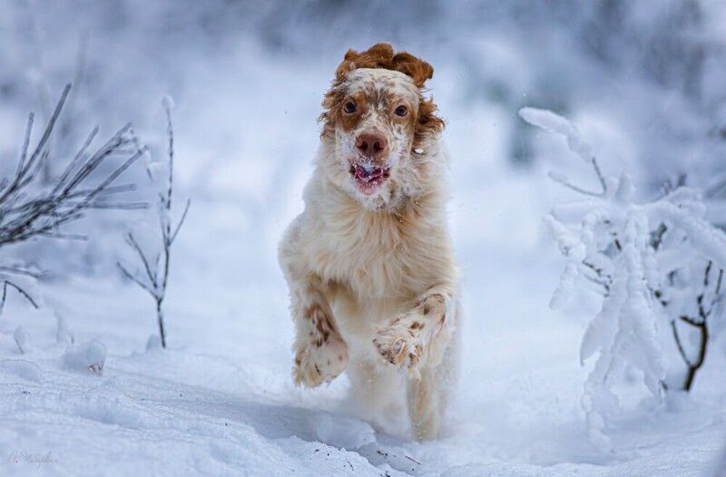 английский, сеттер, портрет, прогулка, бег, зима, снег На зимней прогулке с английским сеттеромphoto preview