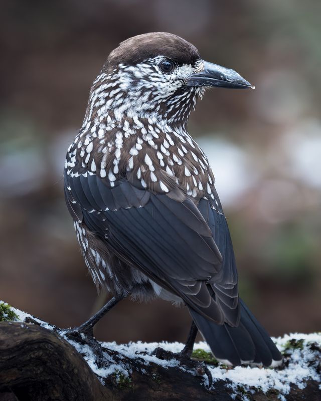 Кедровка (Nucifraga caryocatactes)  фото превью