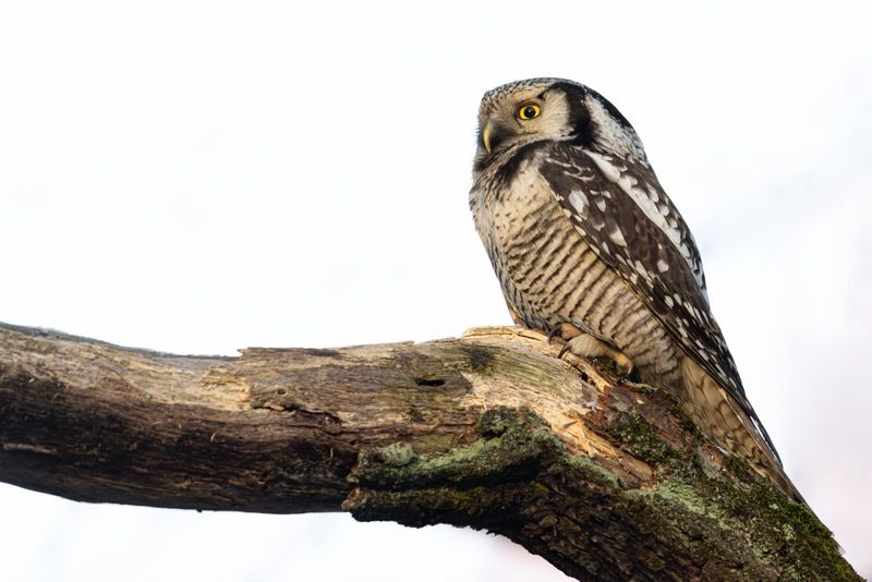 ястребиная сова, сова, птицы Ястребиная соваphoto preview