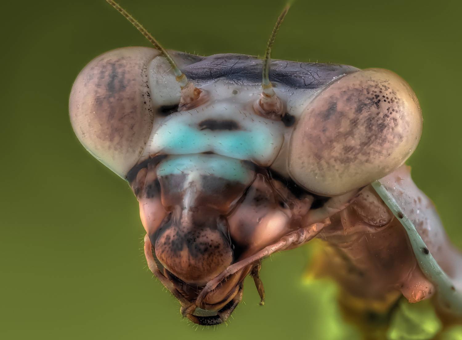 , Олег Савицкий