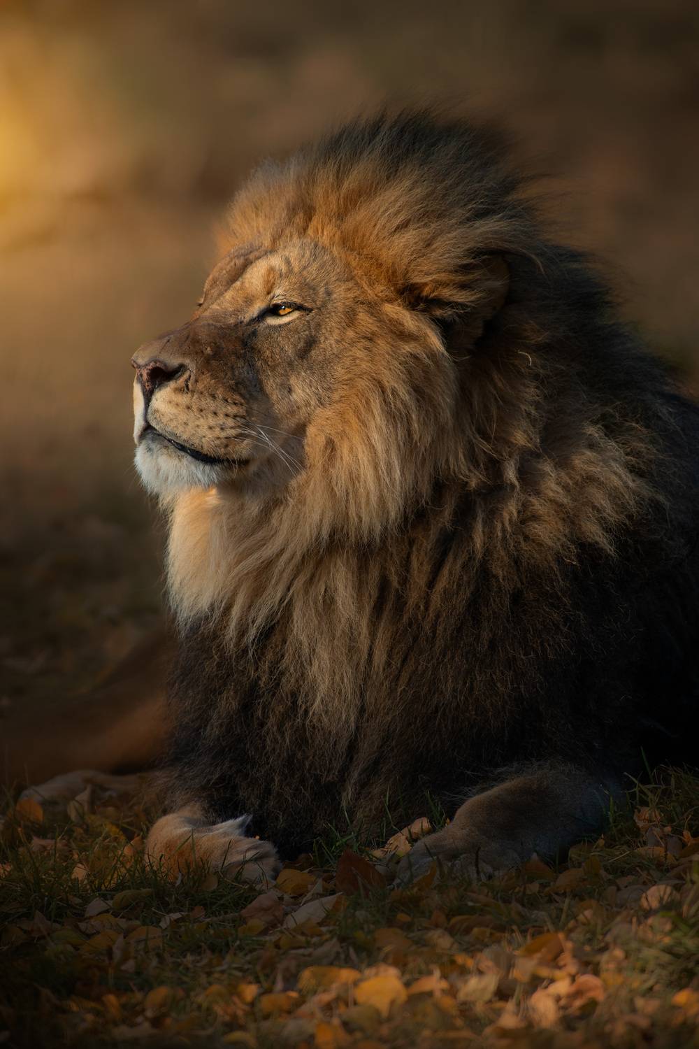 lion, sunset, resting cat, , Gubski Alexander