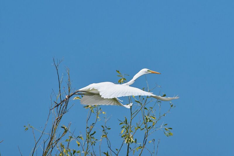 Большая белая цапля, цапля,  Большая белая цапляphoto preview