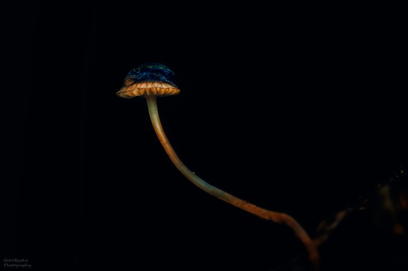 макро, природа, грибы, шишки, мох, растения, macro, nature, mushrooms, pine cones, moss, plants, Грибные историиphoto preview