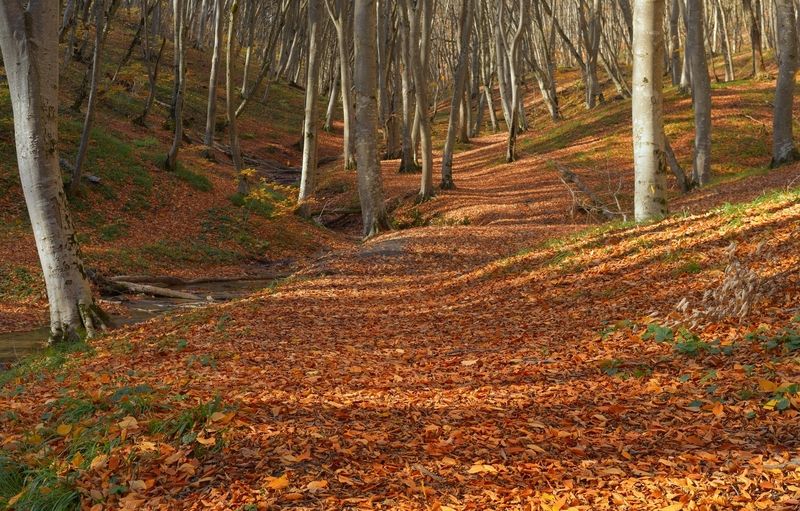 осень листва утро лес В осеннем лесу фото превью