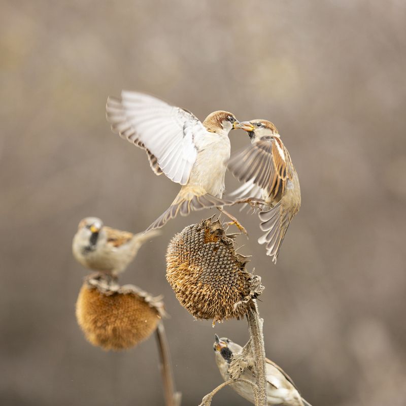 природа Боиphoto preview