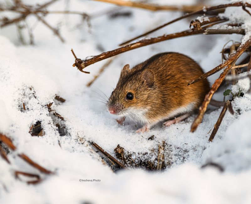 Мышь, полевая мышь Полевая мышь фото превью