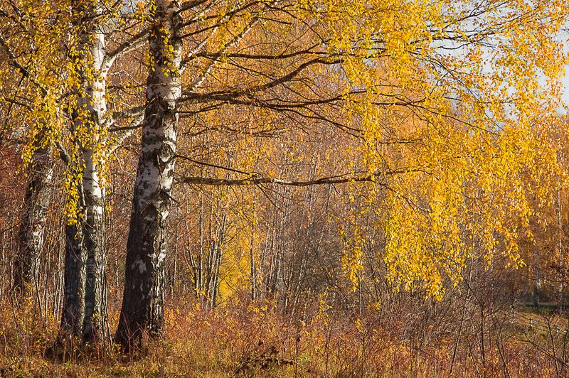 природа, пейзаж, осень, сентябрь, октябрь, лес, республика коми, сыктывкар photo preview