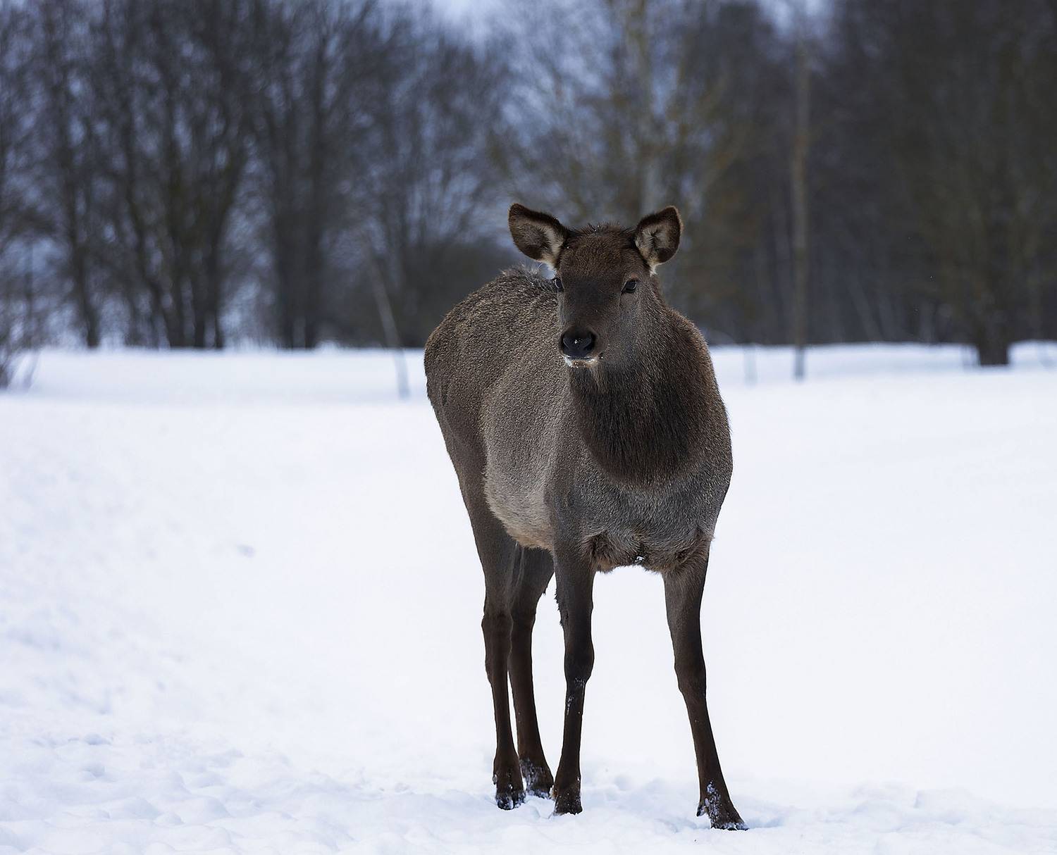 олень, красавец, лес,deer, beautiful, forest, movement, nature, Стукалова Юлия