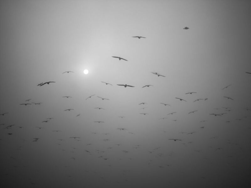 Flying awayphoto preview