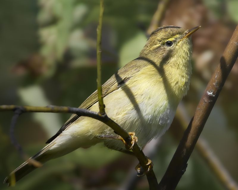 пеночка-весничка, willow warbler, Phylloscopus trochilus, птица, дикая природа, warbler, птицы России, birdwatching, nature, wildlife photography, close-up bird Пеночка-весничка photo preview