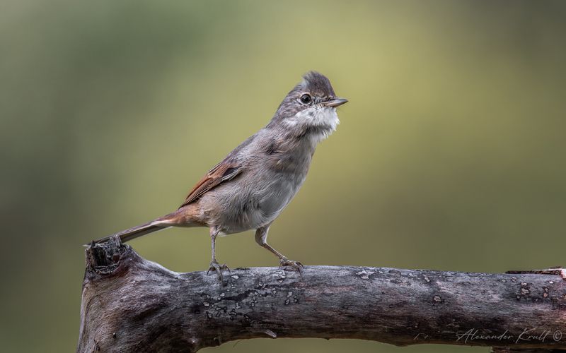 славка, серая славка, curruca communis Возмущение фото превью