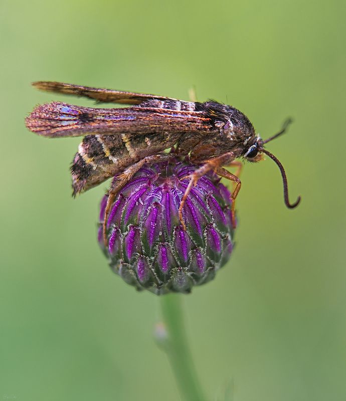 стеклянница ***photo preview