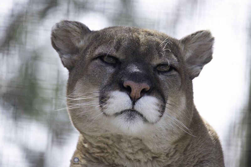 Cougar фото превью