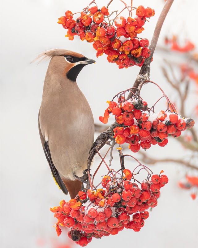 свиристель, рябина, птицы Свиристель фото превью