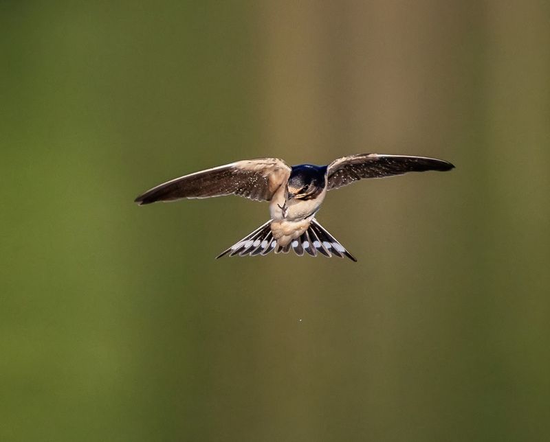 Лапки намокли фото превью
