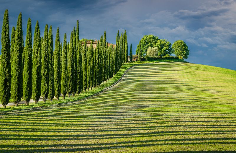 италия, тоскана, кипарисы, пейзаж Кипарисы и тени фото превью