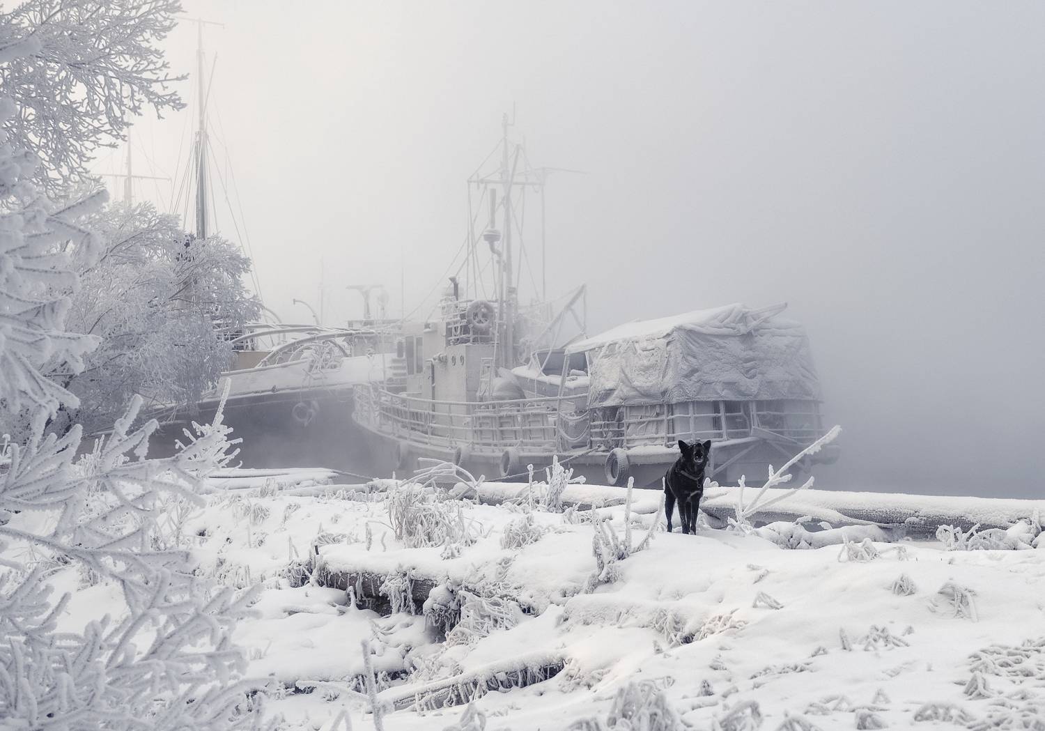 зима, мороз, енисей, сибирь, корабли, собака, иней, туман, Марина Фомина