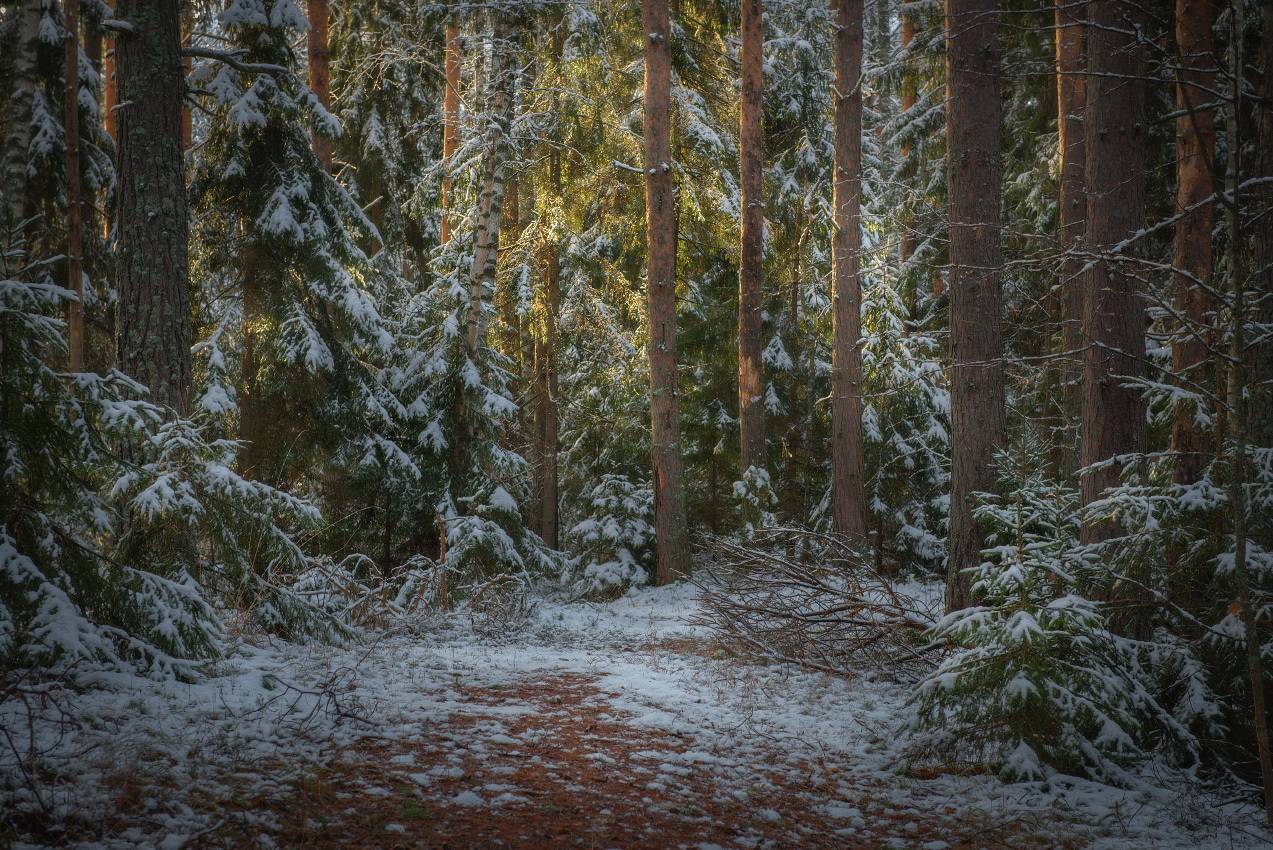 Припорошило.. Автор: Алексеев Дмитрий лес зима свет снег первый чаща вязниковский р-он серково, Алексеев Дмитрий