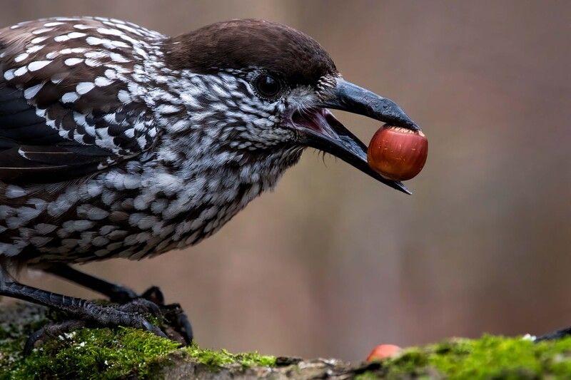 «Когда нашёл свой идеальный орех»  фото превью