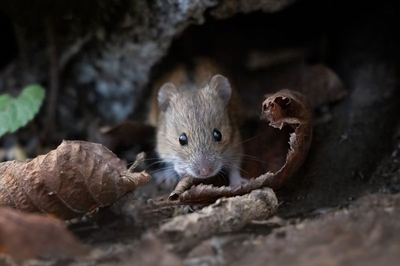 Главный по запасам) фото превью