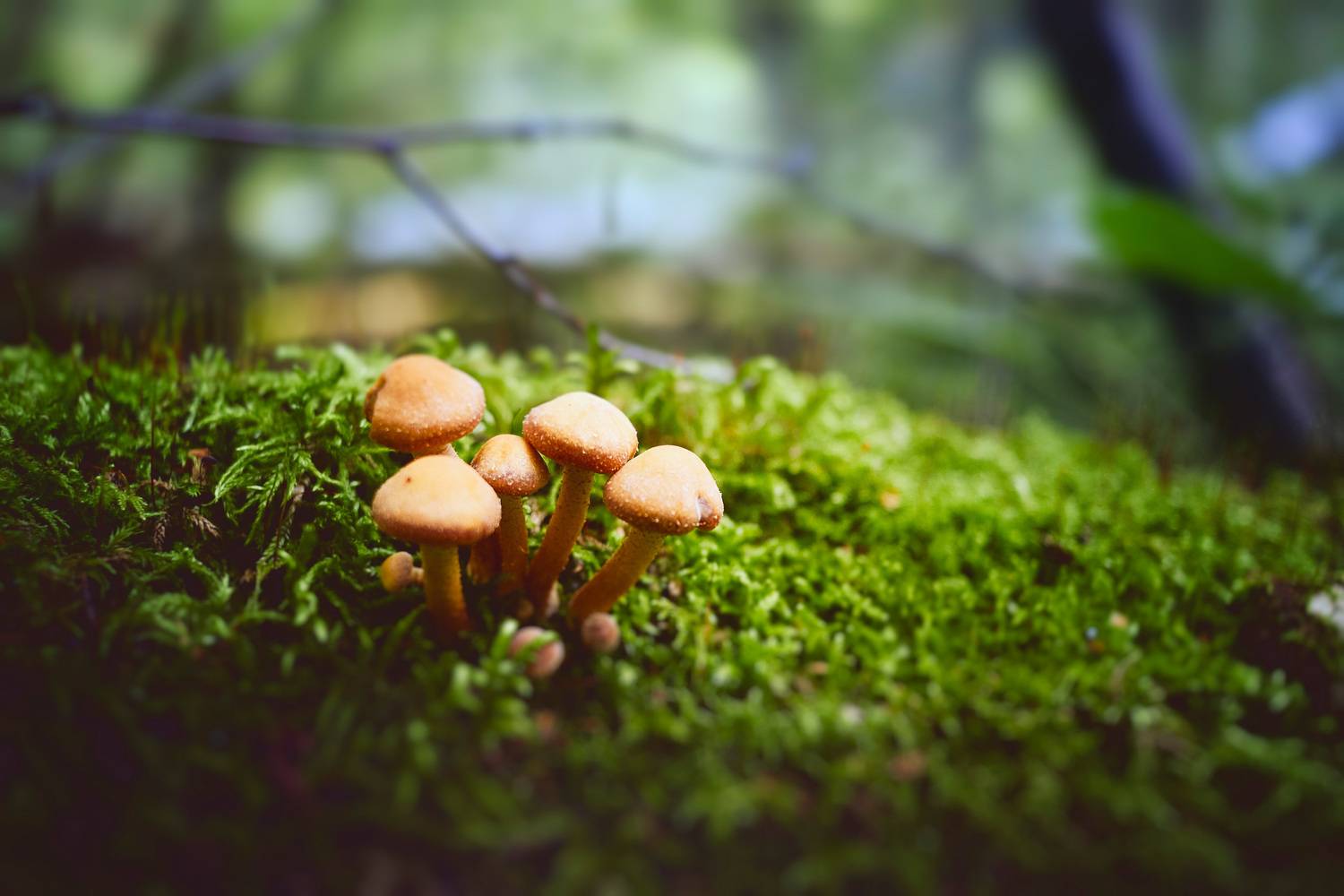 грибы, лес, Валерий Вождаев