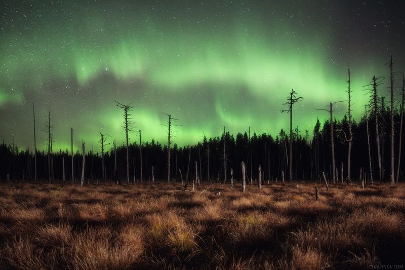 северное сияние, пейзаж, ночь, звезды, полярное сияние, аврора бореалис, болото, осень Осенний танец Северного сияния фото превью