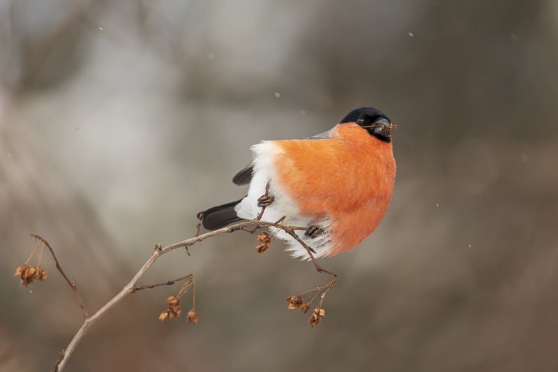 снегирь, птицы Джигит фото превью