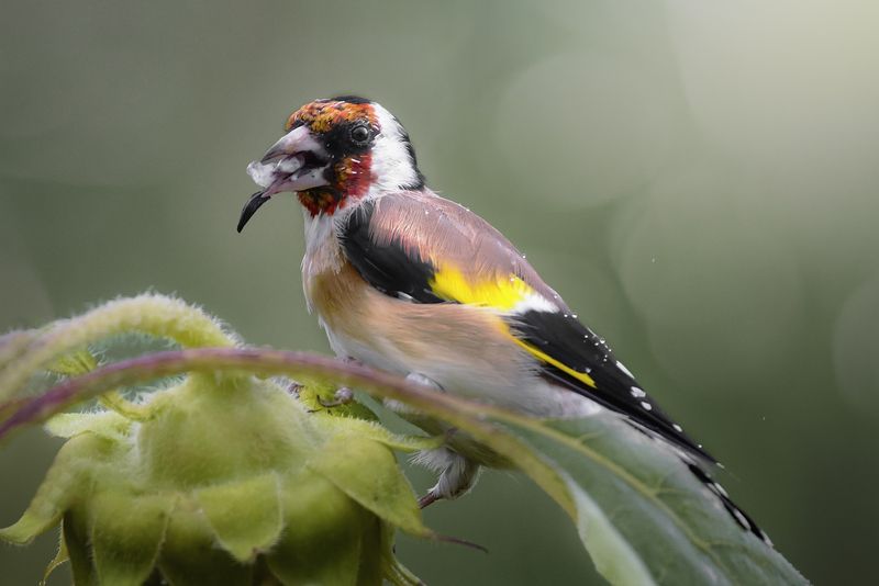 черноголовый щегол, European goldfinch, Carduelis carduelis, птица, дикая природа, птицы России, birdwatching, nature, wildlife photography, close-up bird Щеголphoto preview