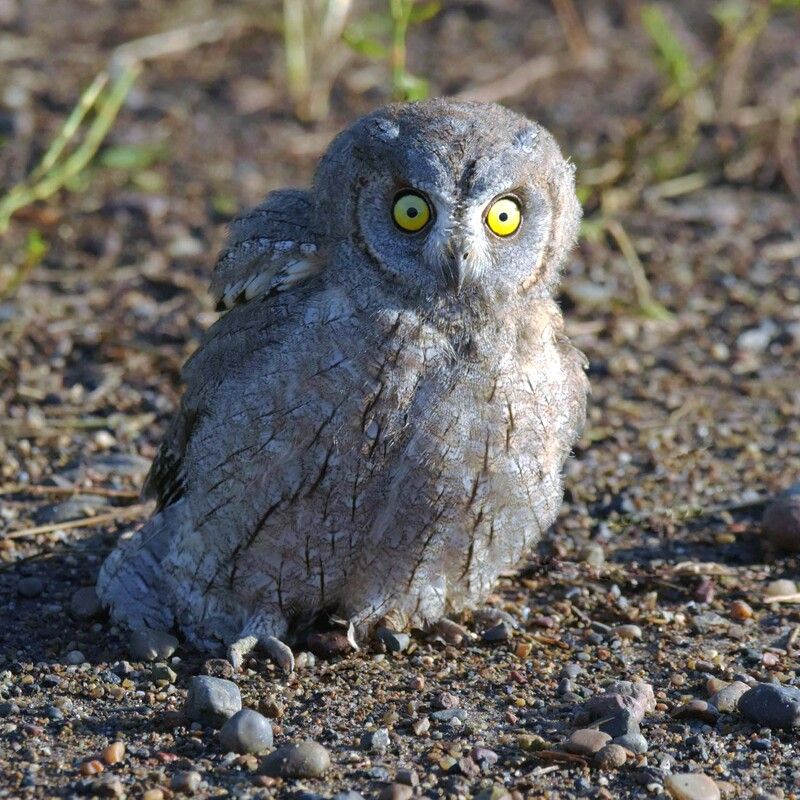 Лайферphoto preview