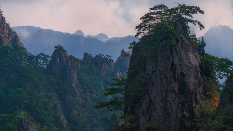 Сосныphoto preview