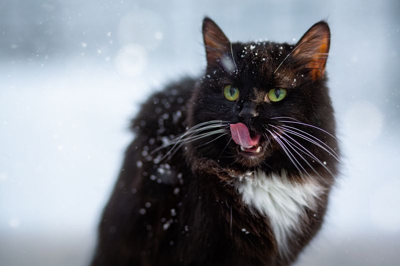 Коша Масяphoto preview