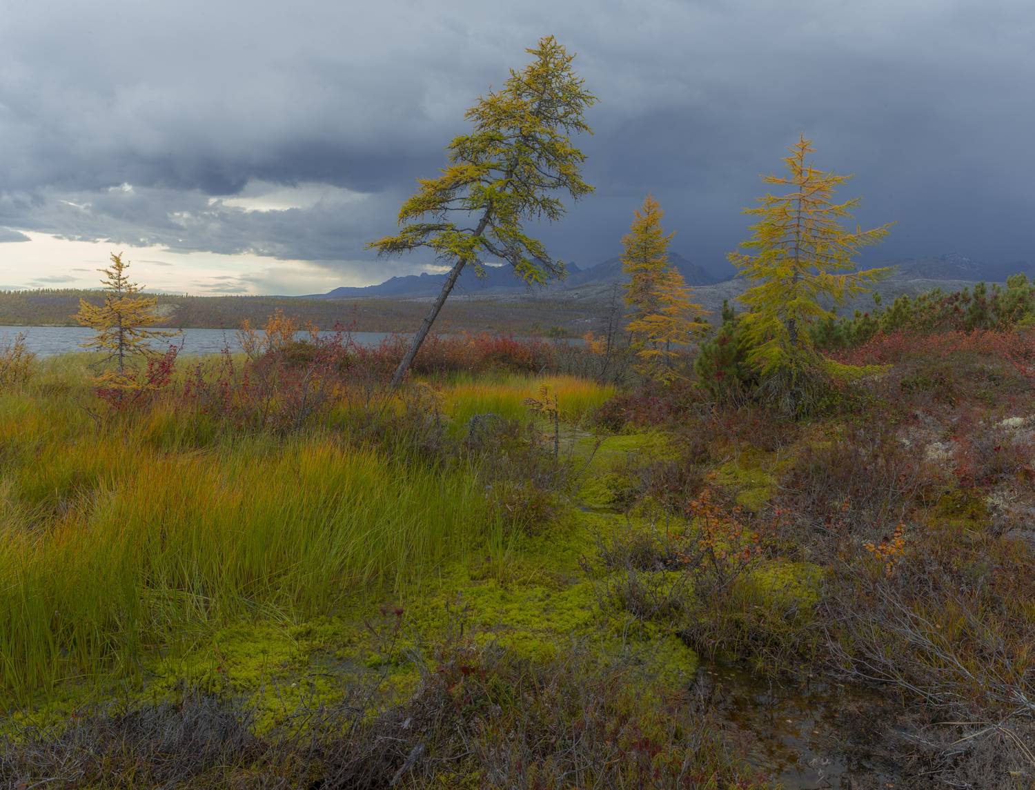Колымская осень. Автор: Георгий Башкин колыма,озеро джека лондона,осень,коса биологов., Георгий Башкин