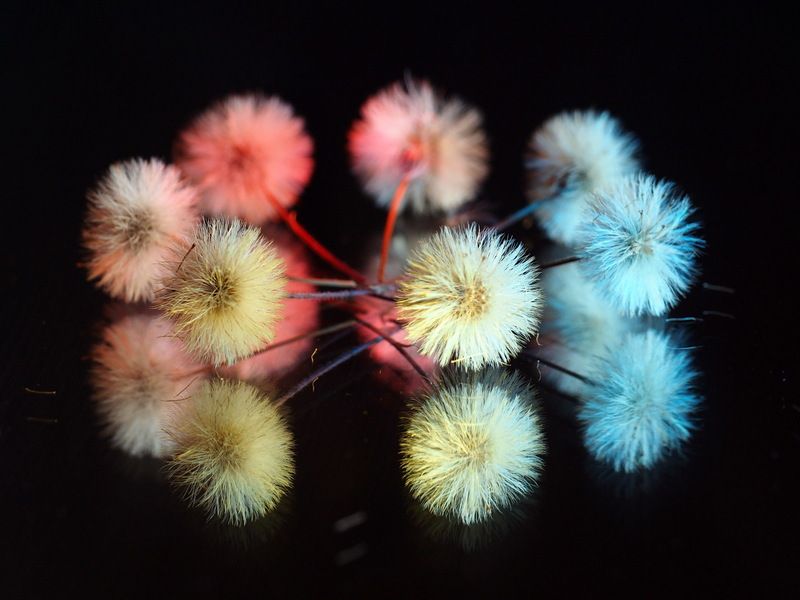 Хоровод.photo preview