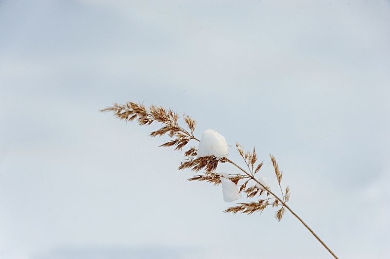 Зимний этюд фото превью