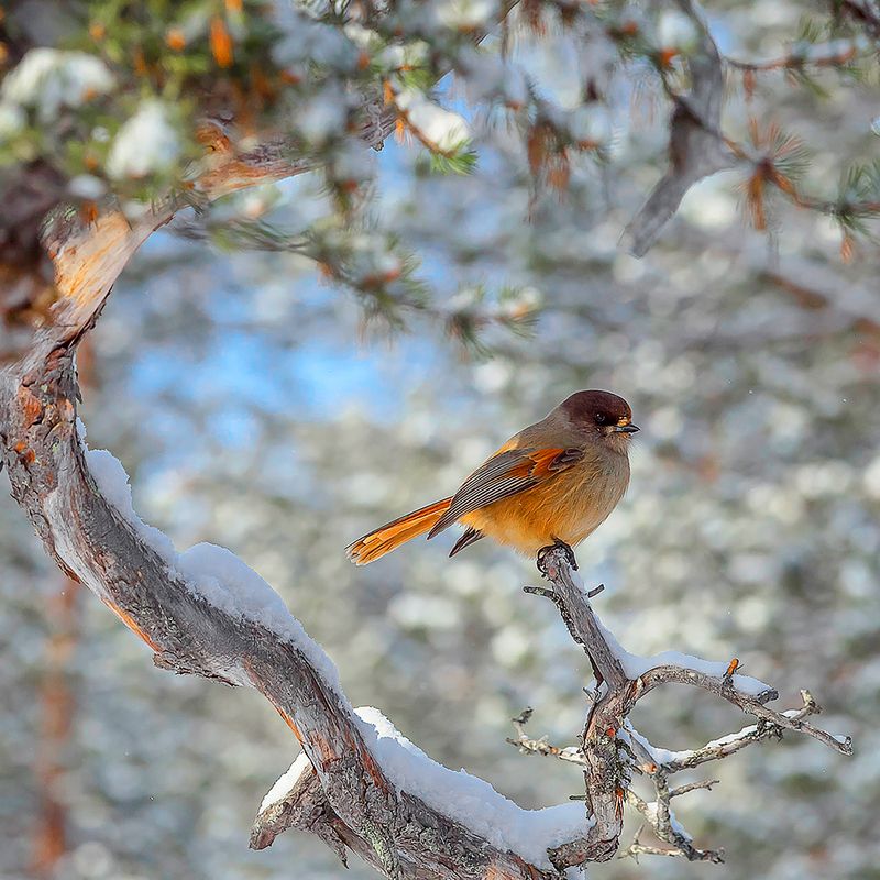 птицы Встреча с кукшей в Финляндии. фото превью