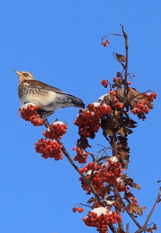 птицы,дрозд,рябина Дрозд рябинник фото превью