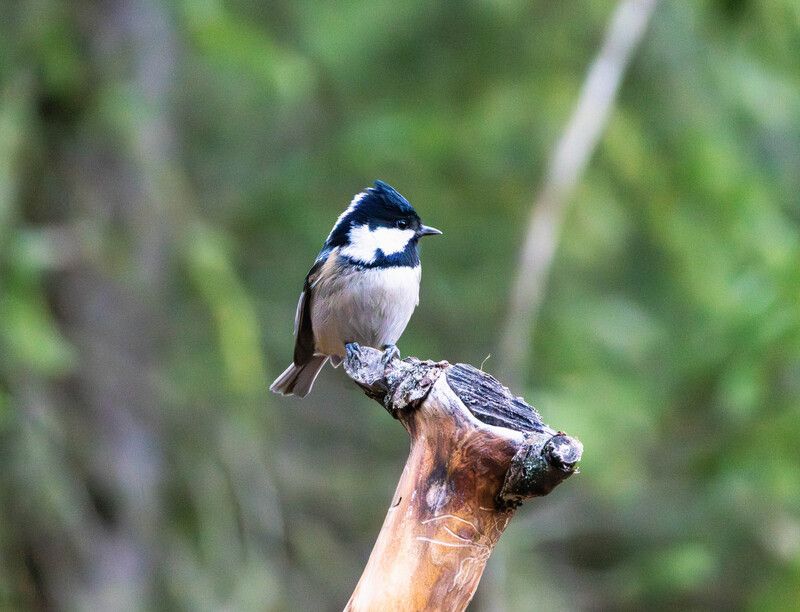 Московка фото превью