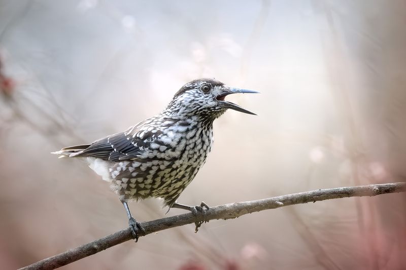 птицы, осень, природа, кедрока, фотоохота, природа, лес, birds, birdwatching, wildlife, nutcracker Кедровка в осеннем лесу фото превью