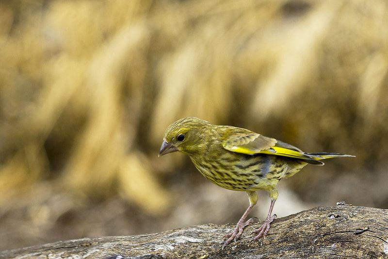 природа лесная канарейка зеленушка фото превью