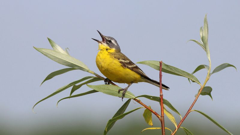 жёлтая трясогузка, трясогузка, motacilla flava, yellow wagtail, wagtail Жёлтая трясогузка фото превью