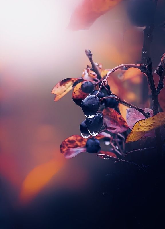 макро, macro Арония фото превью