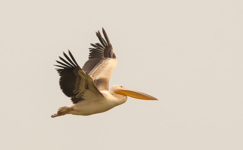 пеликан,розовый пеликан,аджи папас,озеро Розовый Пеликан.. фото превью