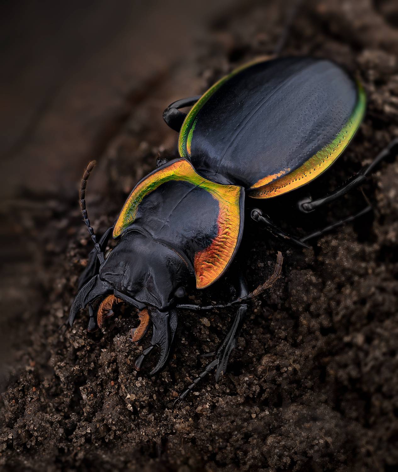 Жужелица. Автор: Kavaliauskas Eugenijus coleoptera, carabidae, mouhotia batesi, жужелица, Kavaliauskas Eugenijus